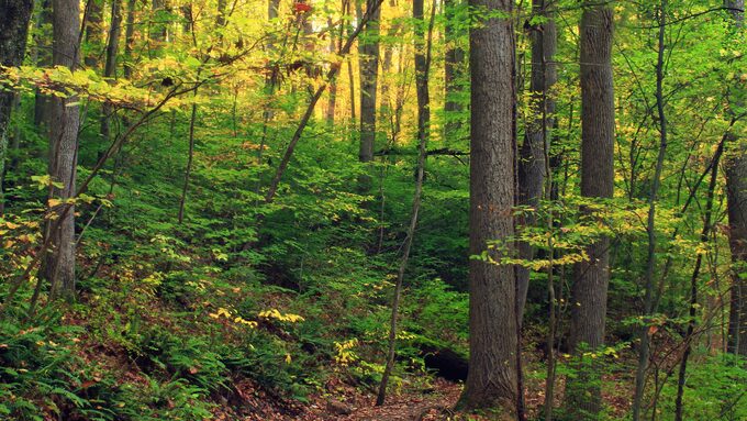 foret.jpg